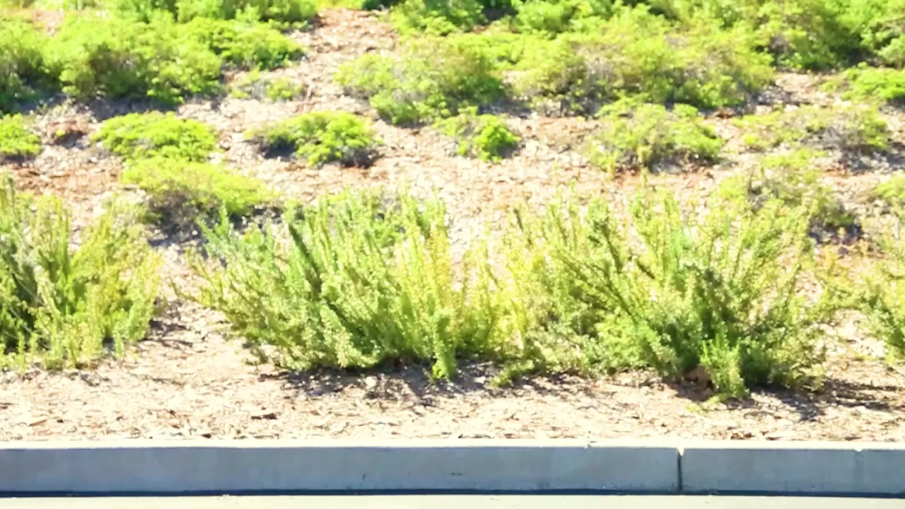grocery cart zips by full of groceries